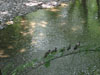 Wildlife along the Slate Heritage Trail