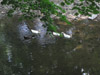 White Ducks along the Slate Heritage Trail